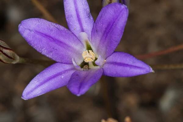  Brodiaea - Brodiaea terrestris