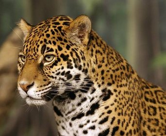Soubor:Jaguar head shot-edit2.jpg – Wikipedie