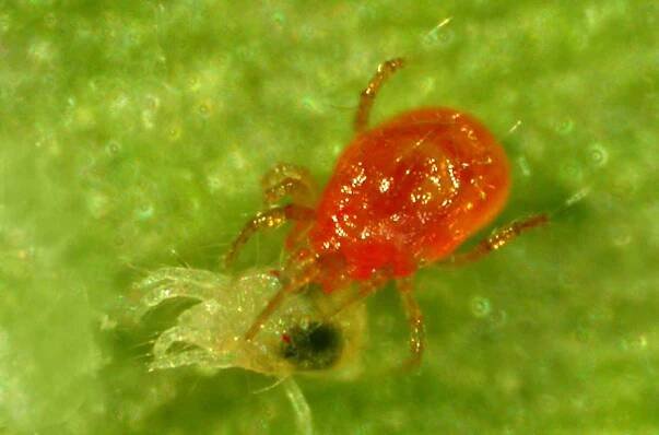 Biodiverzita