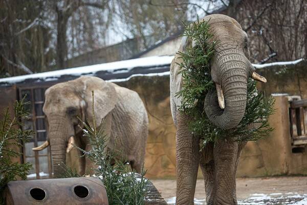 FOTO: Levharta perského sníh nezaskočí, i pro jiná zvířata ze zoo je zpestřením