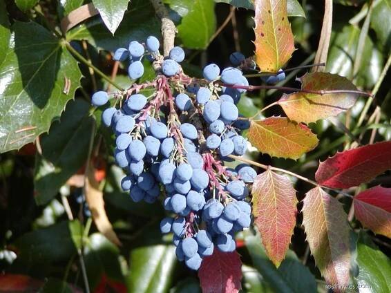 Mahonie cesmínolistá (Mahonia aquifolium)