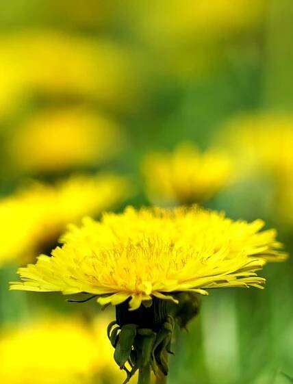 Dandelion, people actually grow it!