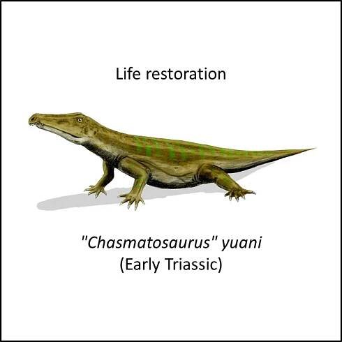 Archosauria stem group
