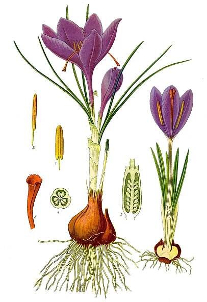 Co je to botanický krokus?