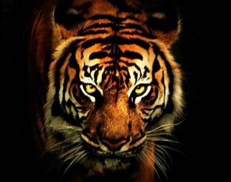 Eye of the tiger