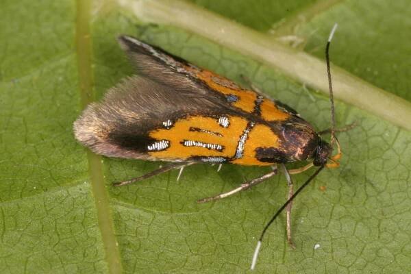 Schiffermuelleria schaefferella