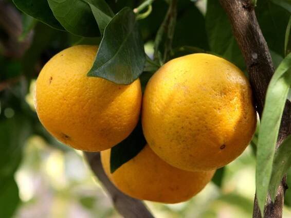 V botanické zahradě vystavují citrusy a masožravky