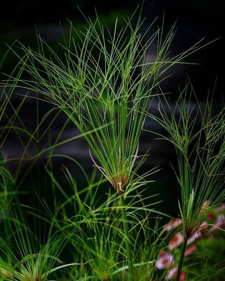 Backyard Papyrus