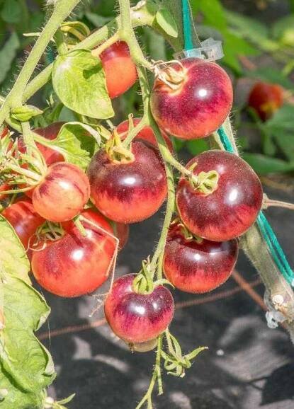 Popis šperku Purple Tomato Ametyst a kultivační agrotechniky