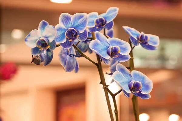 Modrá orchidej