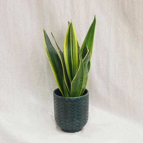 Sansevieria trifasciata ‘Canary’ střední
