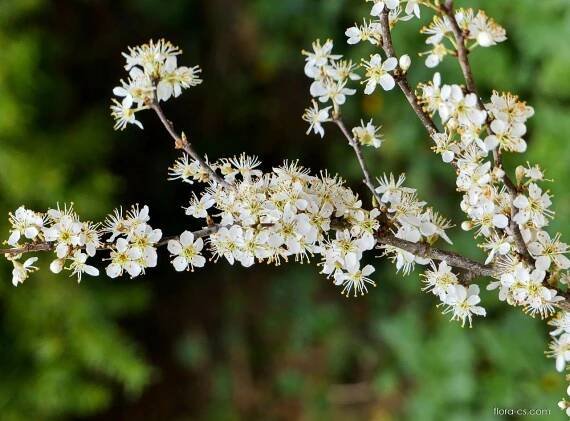 Trnka obecná (Prunus spinosa)