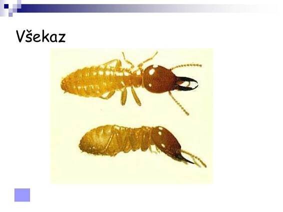 Vzdušnicovci - Hmyz s proměnou nedokonalou 