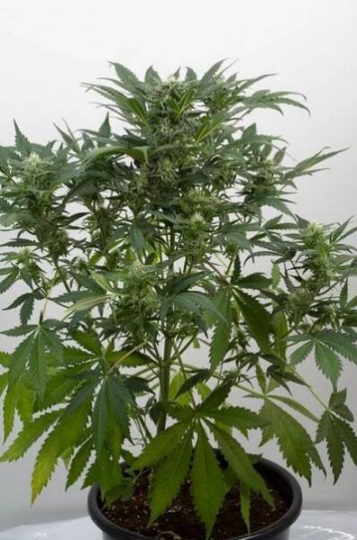 Dinamex Autoflowering - konopí - Dinafem | Cannapedia