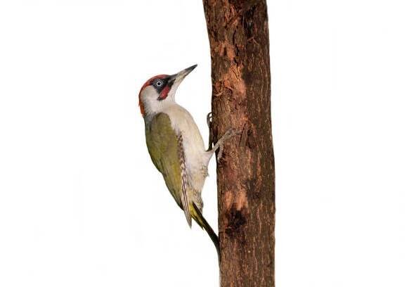 evropský zelený dudák (picus viridis) - datlovití ptáci - stock snímky, obrázky a fotky
