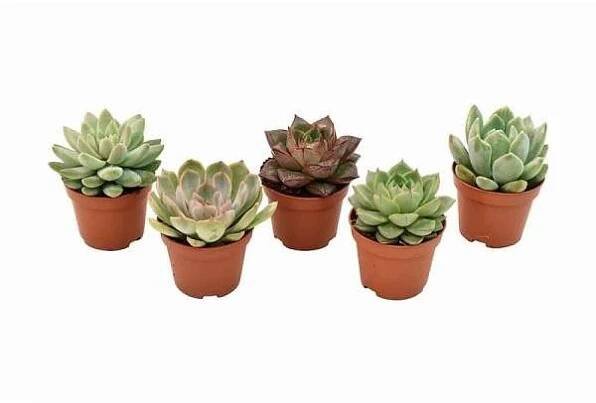 Echevérie MIX květináč 9cm