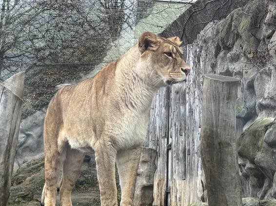 Olomoucká zoo v zimě? Dobrodružství bez davů a se slevou