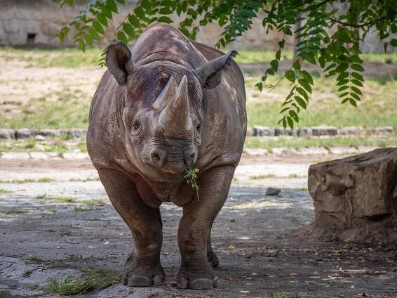 Safari park Dvůr Králové – napříč Afrikou během jednoho dne