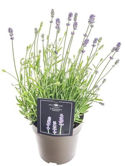 Levandule lekařská, Lavandula Hidcote, modrá, skladem | ZAZUMi.cz