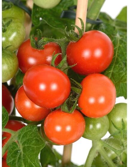 OBI Cherry rajčata Pick & Joy pr. květináče 12 cm, výška 30-35 cm