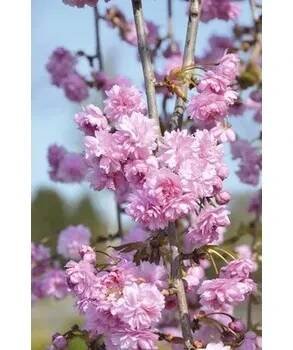 Květináč Sakura FloraSelf Prunus serrulata 'Kiku-shidare-Zakura' polokmen 125 cm výška 125-150 cm květináč 18 l