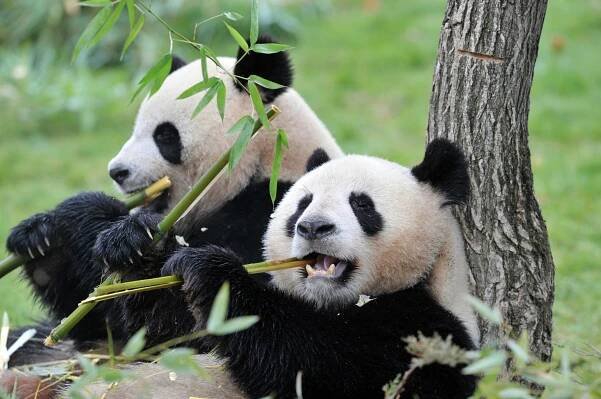 Panda velká: rysy druhu, stanoviště, chování a reprodukce zvířat této čeledi