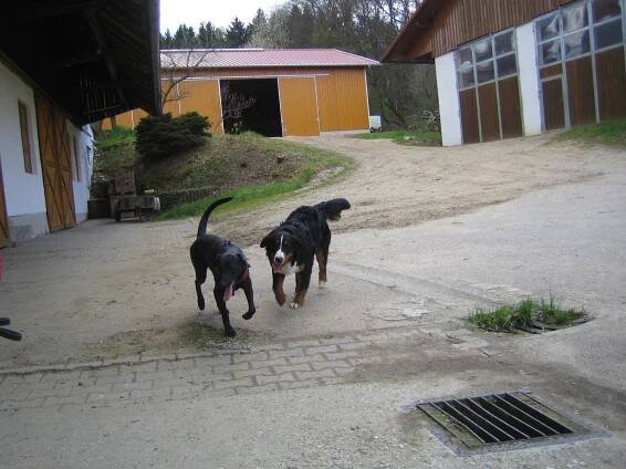 Winterspaß - Dog learn Center