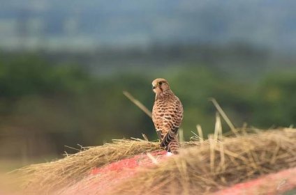 Poštolka obecná (Falco tinnunculus) – Em Kejs Photos