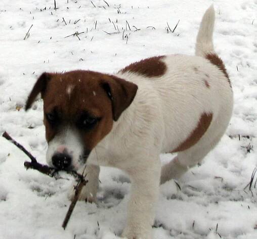 Armonia Canina