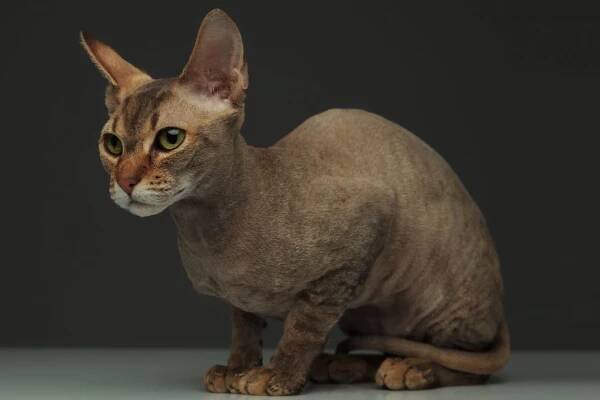 Peterbald: kočka mimozemšťan - Tvorové.cz