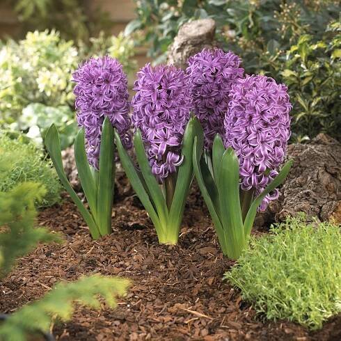 Tři hyacinty "Purple Sensation" fialové průměr květináče cca 12 cm Hyacinthus