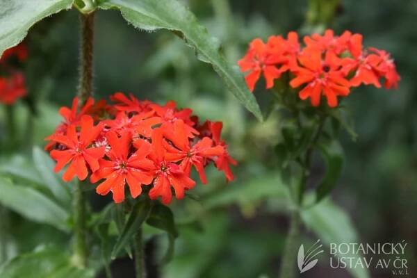 Lychnis chalcedonica - kohoutek plamenný | Lukáš Hrdinka | Autoři | iBotky.cz