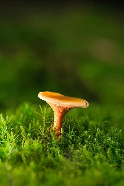 bezplatná Detailní Záběr Na Houbu Liškou V Lese Základová fotografie