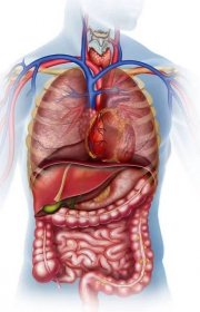 Popisná ilustrace lidského trupu s různými orgány, které ji tvoří. — Stock obrázek