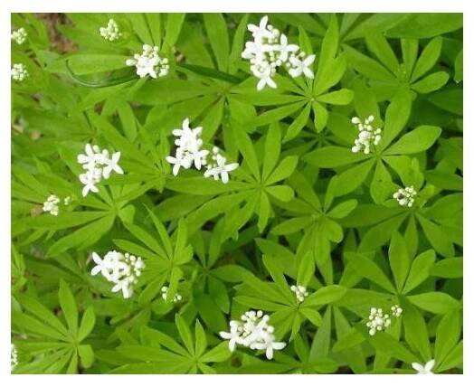 Svízel vonný - Galium odoratum - Zahradnictví Spomyšl