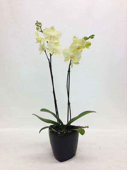 Buy Online | McLellan Botanicals Taisuco America