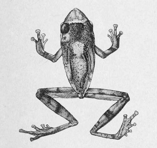 Raorchestes annandalii