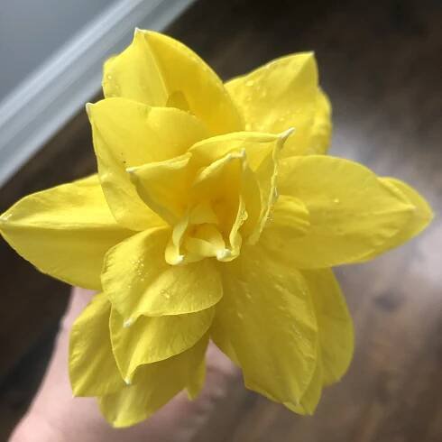 Daffodil assortment
