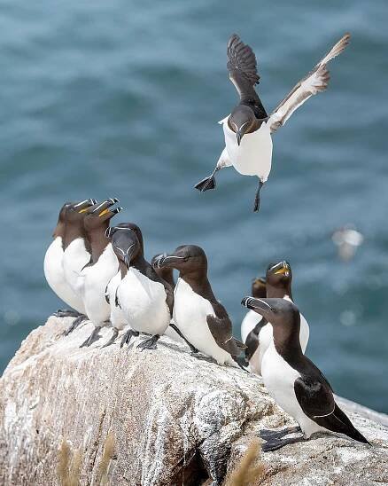 Razor Bills and Guillemots on Bornholm – Stefan Asp Photography