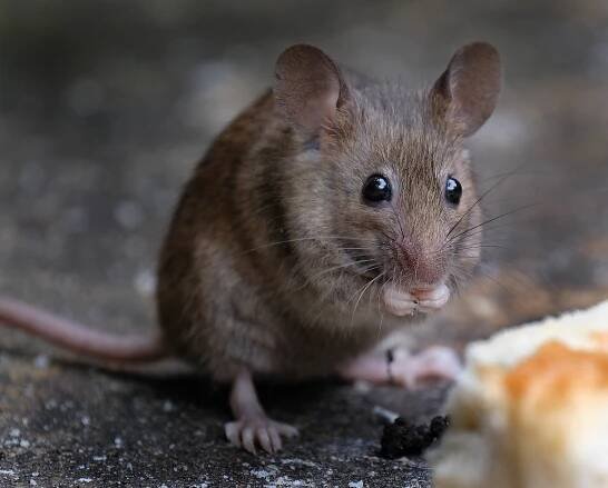 Pest Problem Prevention