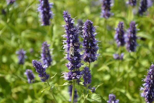 Agastache rugosa " Little Adder " ® - agastache Zahradnictví Krulichovi - zahradnictví, květinářství, trvalky, skalničky