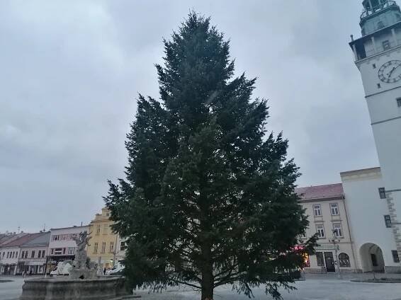 Vánoční strom už zdobí náměstí ve Vyškově. Rozsvícení doprovodí i jarmark