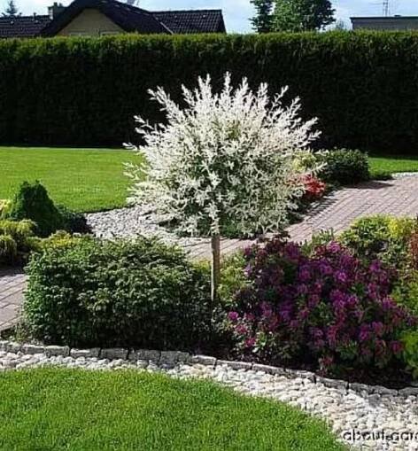 Vrba celolistá ´HAKURO NISHIKI´ na kmínku 100 cm, kont. 3 l | Lumigreen.cz