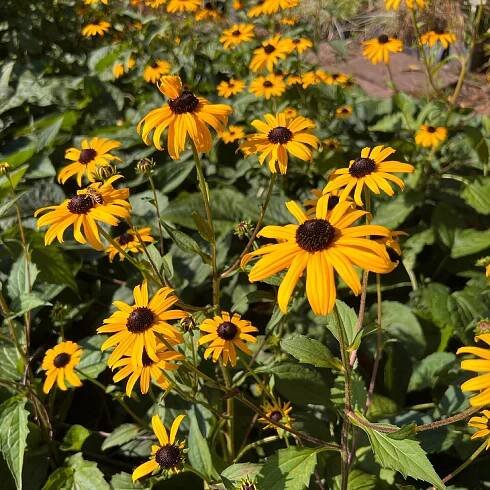 Třapatka je brilantní zlatá 'Goldsturm'; velká sazenice (Rudbeckia fulgida) Výrobce Gospodarstwo Ogrodniczo-szkółkarskie Tęczowa Dolina