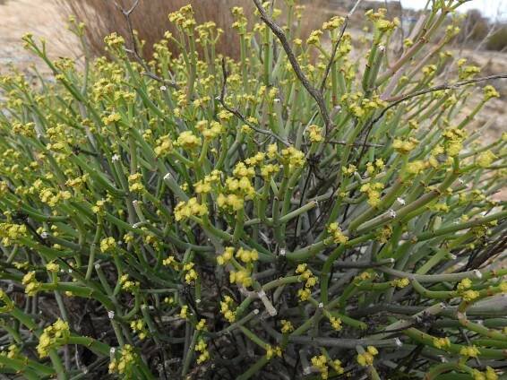 Euphorbia rhombifolia