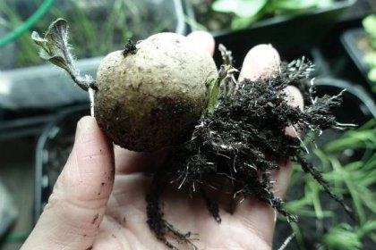 En liten sättpotatis ligger i min hand med väl utvecklat rotsystem och en liten grodd. Chitting potatoes, a little seed potato with sprouts and roots. 