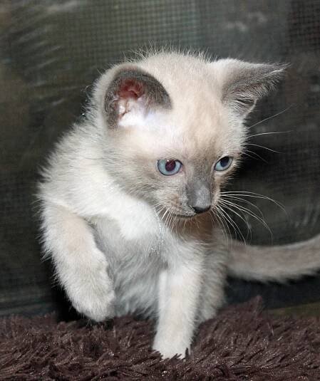 Andromeda’s first litter at SIX weeks