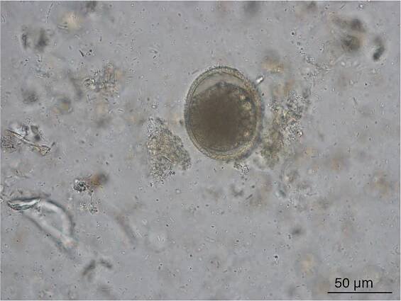 Gastrointestinal parasites in cats – what to look out for