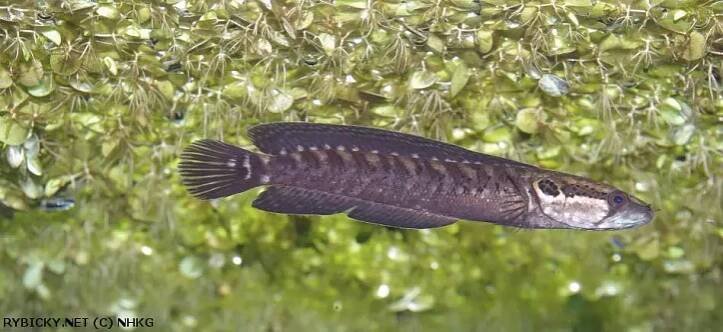 Parachanna africana | © NHKG