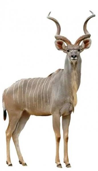 Kudu — Stock obrázek